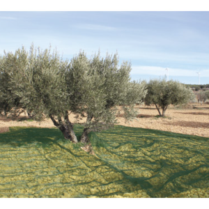 MALLA RECO.ACEITUNAS VERDE OSCURA 80G 5X10M NATUUR